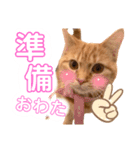 うちのにゃんこ様です（個別スタンプ：1）