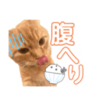 うちのにゃんこ様です（個別スタンプ：2）