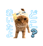 うちのにゃんこ様です（個別スタンプ：3）
