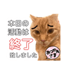 うちのにゃんこ様です（個別スタンプ：4）