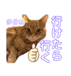 うちのにゃんこ様です（個別スタンプ：6）