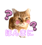 うちのにゃんこ様です（個別スタンプ：7）
