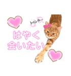 うちのにゃんこ様です（個別スタンプ：8）
