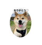 あずきのスタンプですよ1（個別スタンプ：6）