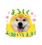 あずきのスタンプですよ！2（個別スタンプ：1）