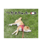 あずきのスタンプですよ！2（個別スタンプ：4）
