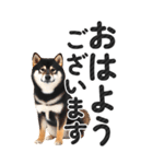 【デカ文字BIG】柴犬・写真の敬語スタンプ（個別スタンプ：1）