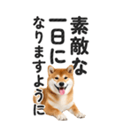 【デカ文字BIG】柴犬・写真の敬語スタンプ（個別スタンプ：2）