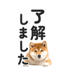 【デカ文字BIG】柴犬・写真の敬語スタンプ（個別スタンプ：3）