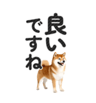 【デカ文字BIG】柴犬・写真の敬語スタンプ（個別スタンプ：4）
