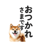 【デカ文字BIG】柴犬・写真の敬語スタンプ（個別スタンプ：5）