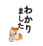 【デカ文字BIG】柴犬・写真の敬語スタンプ（個別スタンプ：7）