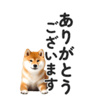 【デカ文字BIG】柴犬・写真の敬語スタンプ（個別スタンプ：8）