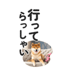 【デカ文字BIG】柴犬・写真の敬語スタンプ（個別スタンプ：10）