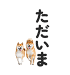 【デカ文字BIG】柴犬・写真の敬語スタンプ（個別スタンプ：11）