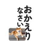 【デカ文字BIG】柴犬・写真の敬語スタンプ（個別スタンプ：12）