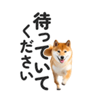 【デカ文字BIG】柴犬・写真の敬語スタンプ（個別スタンプ：13）
