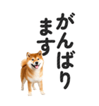 【デカ文字BIG】柴犬・写真の敬語スタンプ（個別スタンプ：14）