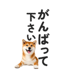 【デカ文字BIG】柴犬・写真の敬語スタンプ（個別スタンプ：15）