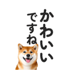 【デカ文字BIG】柴犬・写真の敬語スタンプ（個別スタンプ：16）