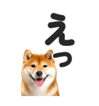 【デカ文字BIG】柴犬・写真の敬語スタンプ（個別スタンプ：20）