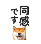 【デカ文字BIG】柴犬・写真の敬語スタンプ（個別スタンプ：22）