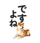 【デカ文字BIG】柴犬・写真の敬語スタンプ（個別スタンプ：23）