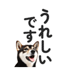 【デカ文字BIG】柴犬・写真の敬語スタンプ（個別スタンプ：24）
