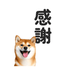【デカ文字BIG】柴犬・写真の敬語スタンプ（個別スタンプ：25）