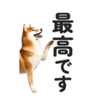 【デカ文字BIG】柴犬・写真の敬語スタンプ（個別スタンプ：27）