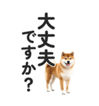 【デカ文字BIG】柴犬・写真の敬語スタンプ（個別スタンプ：29）