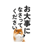 【デカ文字BIG】柴犬・写真の敬語スタンプ（個別スタンプ：30）