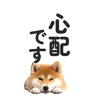 【デカ文字BIG】柴犬・写真の敬語スタンプ（個別スタンプ：31）