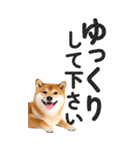 【デカ文字BIG】柴犬・写真の敬語スタンプ（個別スタンプ：32）