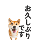 【デカ文字BIG】柴犬・写真の敬語スタンプ（個別スタンプ：33）