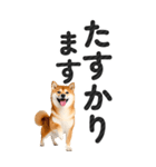 【デカ文字BIG】柴犬・写真の敬語スタンプ（個別スタンプ：34）