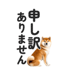 【デカ文字BIG】柴犬・写真の敬語スタンプ（個別スタンプ：36）