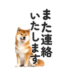 【デカ文字BIG】柴犬・写真の敬語スタンプ（個別スタンプ：37）