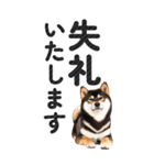 【デカ文字BIG】柴犬・写真の敬語スタンプ（個別スタンプ：38）