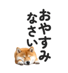 【デカ文字BIG】柴犬・写真の敬語スタンプ（個別スタンプ：40）
