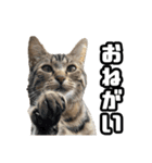 毎日使える⭐️猫ミーム⭐️（個別スタンプ：13）