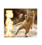 毎日使える⭐️猫ミーム⭐️（個別スタンプ：20）