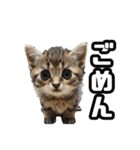 毎日使える⭐️猫ミーム⭐️（個別スタンプ：22）