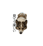 ぐうたら犬2（個別スタンプ：30）