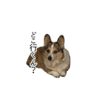 ぐうたら犬2（個別スタンプ：31）