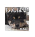 とよのスタンプだもの。の巻（個別スタンプ：13）