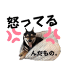 とよのスタンプだもの。の巻（個別スタンプ：16）