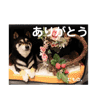とよのスタンプだもの。の巻（個別スタンプ：21）