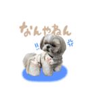 くぅたまスタンプ③（個別スタンプ：11）