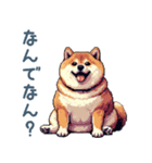 関西弁ぽっちゃり柴犬【おもしろい】（個別スタンプ：20）